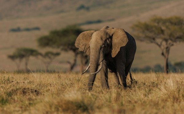 Comment planifier une visite des sanctuaires de la faune sauvage en Afrique du Sud?